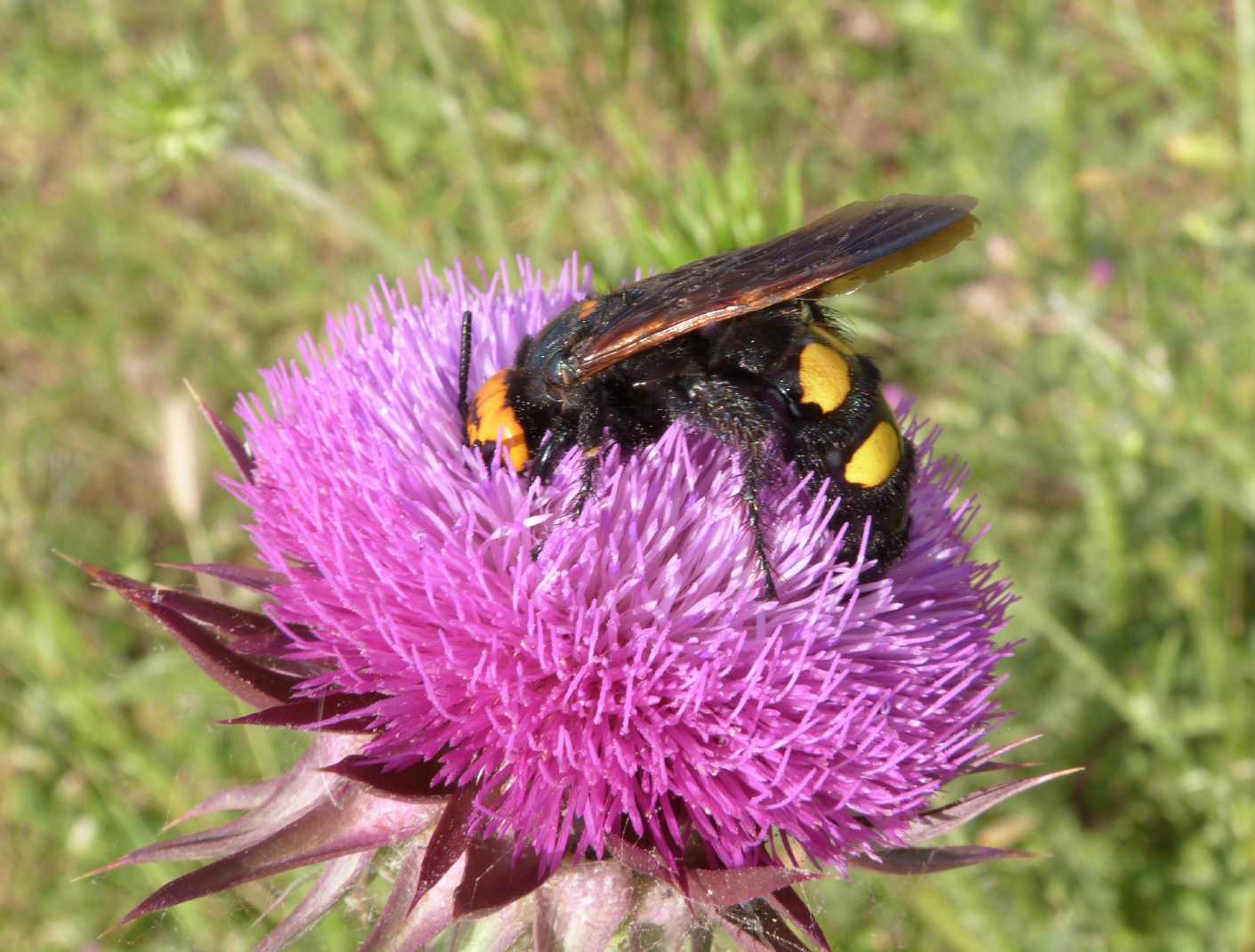 Megascolia maculata flavifrons